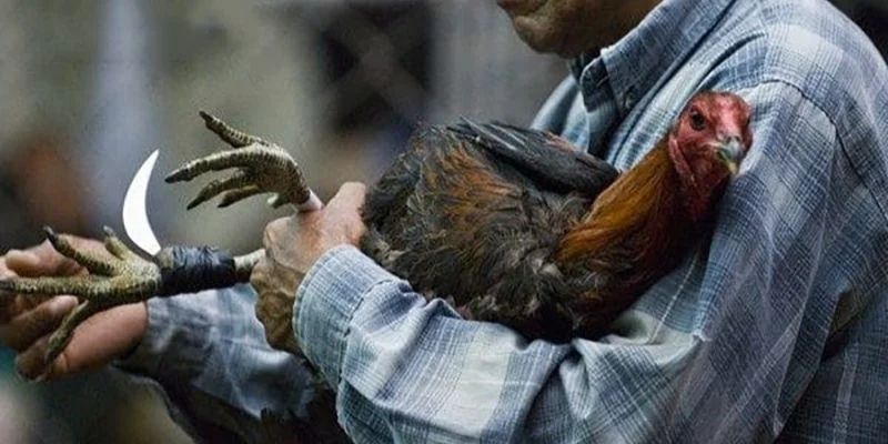 Bí quyết chơi đá gà cựa sắt hiệu quả mà nhiều người chưa biết 