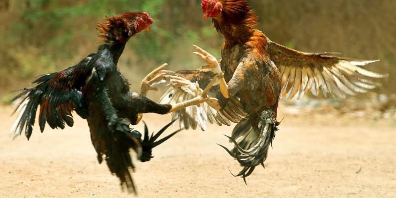 Tìm hiểu về đặc điểm của hình thức đá gà cựa sắt