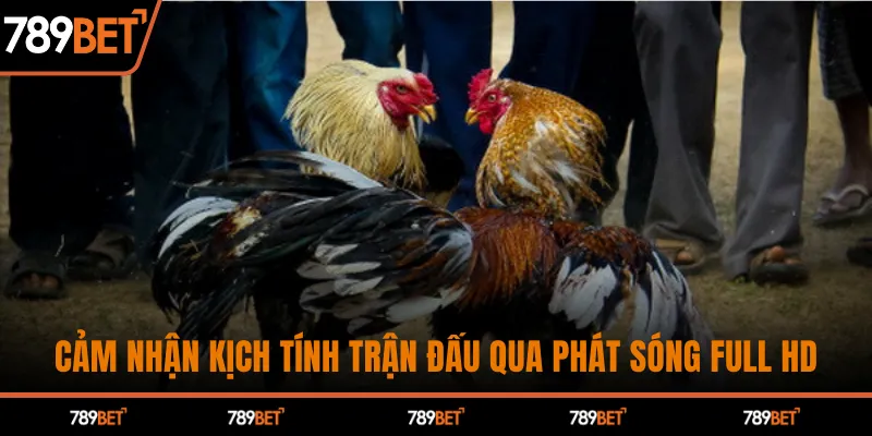 Đá Gà C1 Kịch Tính – Chiến Thắng Hấp Dẫn Chỉ Có Tại 789BET - hình ảnh - 789betjl.com