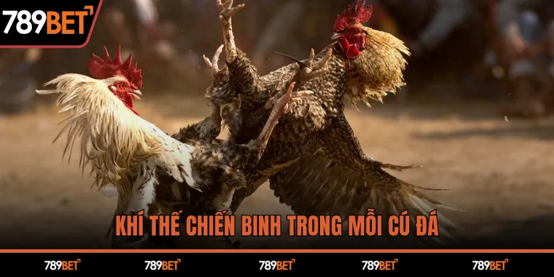 Đá Gà C1 Kịch Tính – Chiến Thắng Hấp Dẫn Chỉ Có Tại 789BET - hình ảnh - 789betjl.com