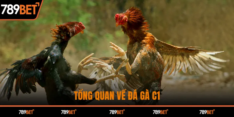 Đá Gà C1 Kịch Tính – Chiến Thắng Hấp Dẫn Chỉ Có Tại 789BET - hình ảnh - 789betjl.com